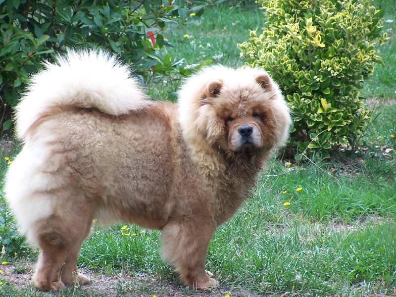 Chien - Elevage Des Légendes Des Ours - eleveur de chiens Chow Chow