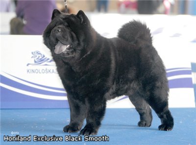 Chien - CH. Rozan sho Des Légendes Des Ours