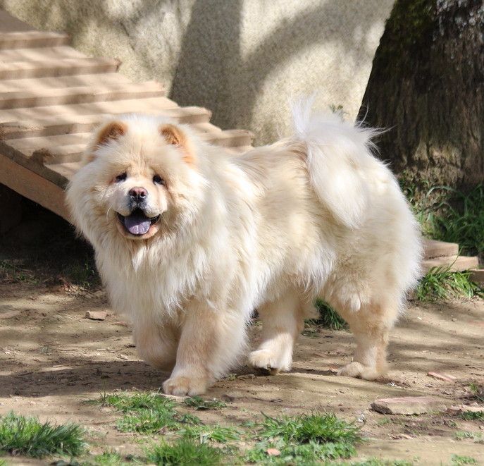 Chien - Elevage Des Légendes Des Ours - eleveur de chiens Chow Chow