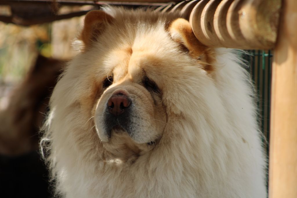 Chien - Lovely Des Légendes Des Ours