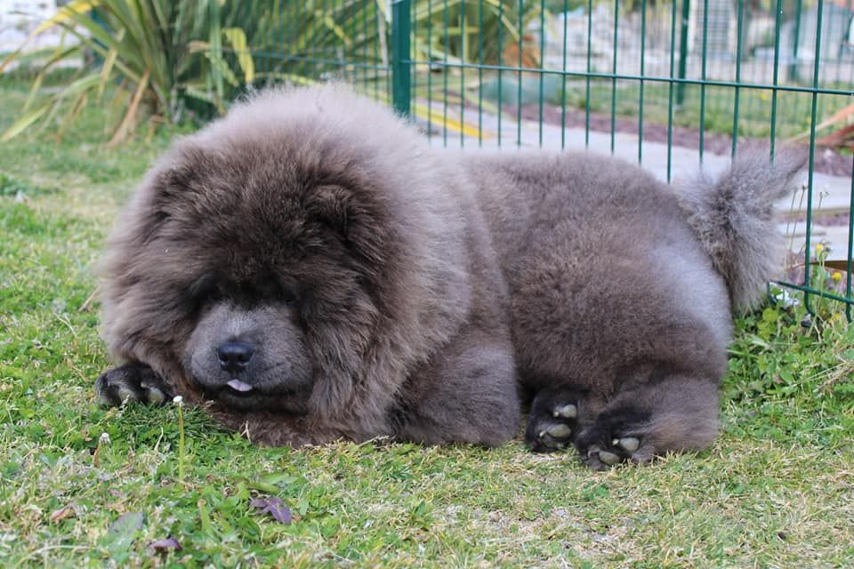 CH. Rozan sho Des Légendes Des Ours