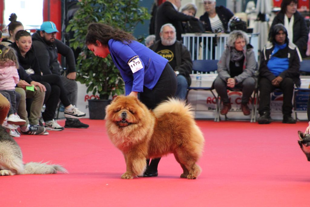 CH. Minato Des Légendes Des Ours