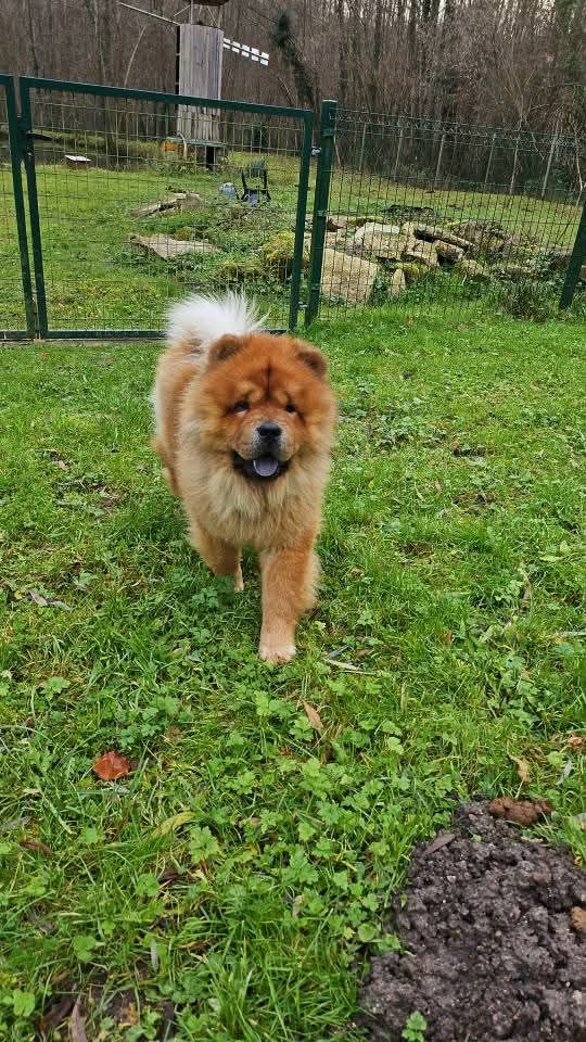 Tenshi no tsubasa de Fu Xing