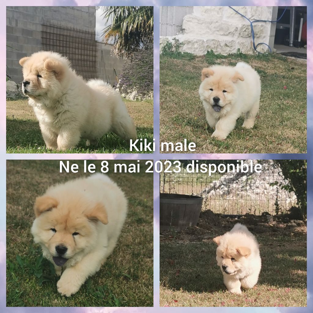 Des Légendes Des Ours - Chow Chow - Portée née le 08/05/2023